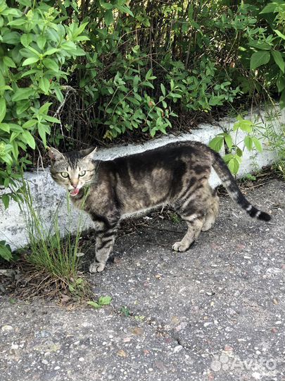 Котик бесплатно в добрые руки