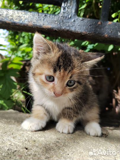 Трехцветный котенок девочка