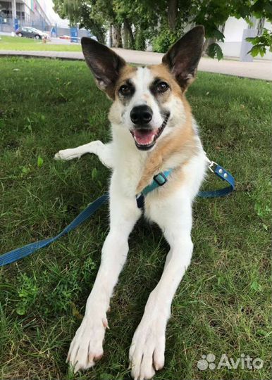 Собаки бесплатно в добрые руки