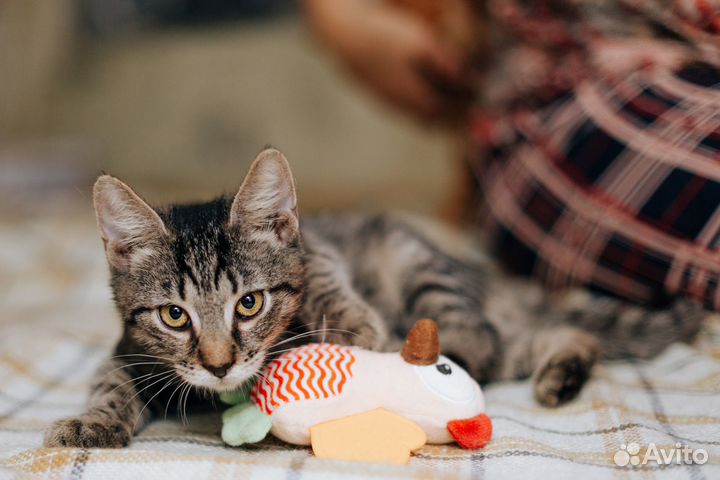 Котенок ищет дом