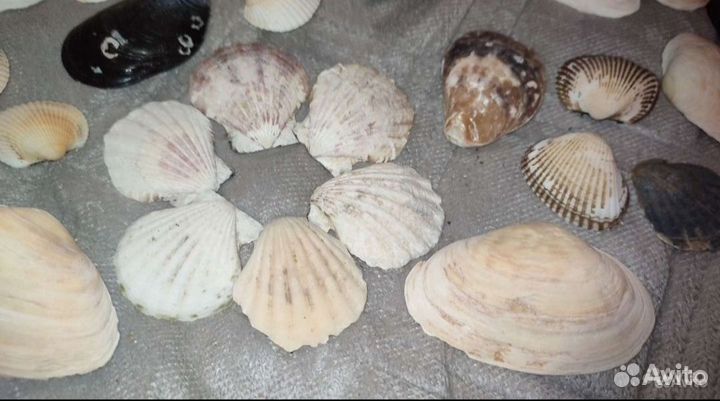 Морские ракушки раковины