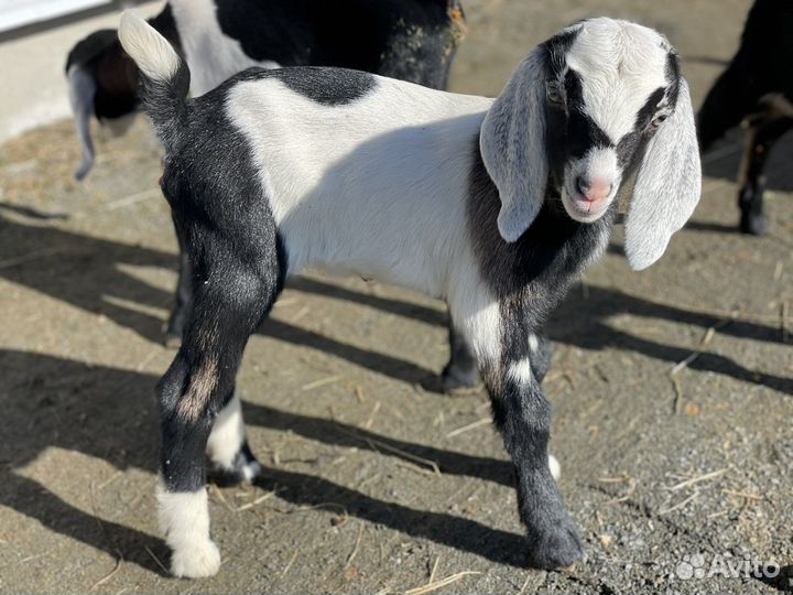 Козлики и козочки нубийской породы