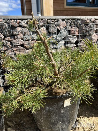 Сосна для формирования бонсай ниваки