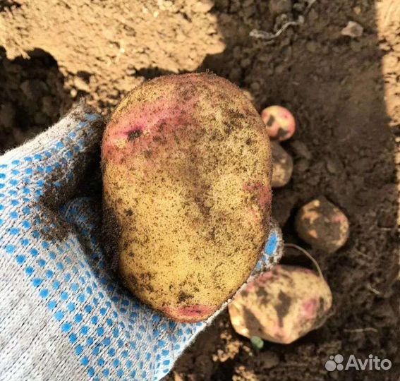 Продам картофель оптом
