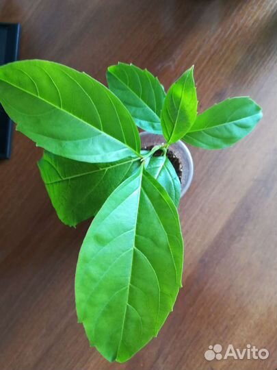 Цитарексилум