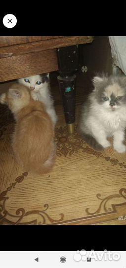 Британские котята