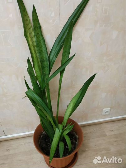 Комнатные цветы