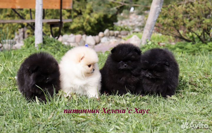 Кукольные малыши