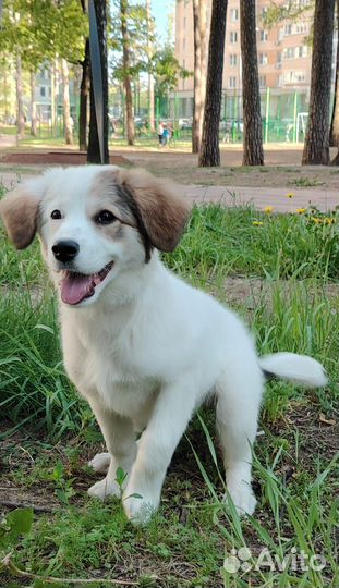 Щенок в добрые руки