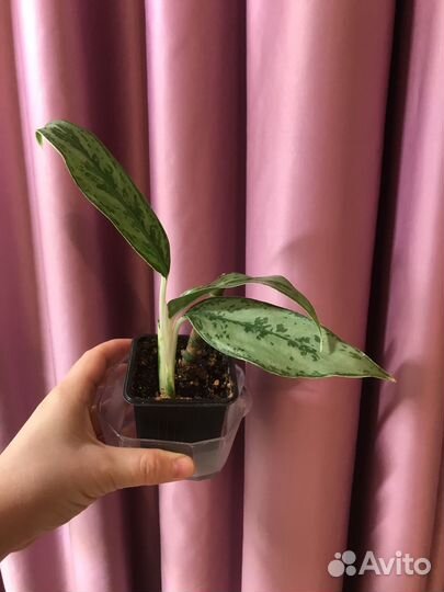 Аглаонема грейхаунд