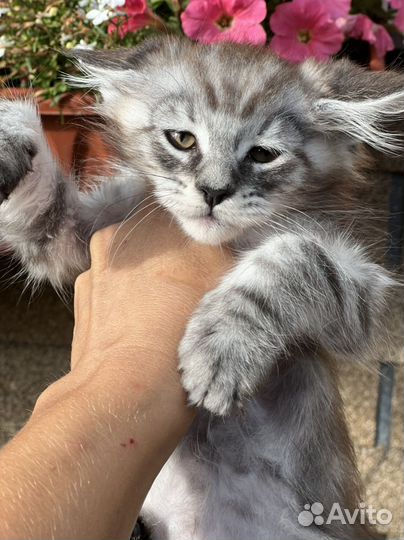 Котята мейн-кун