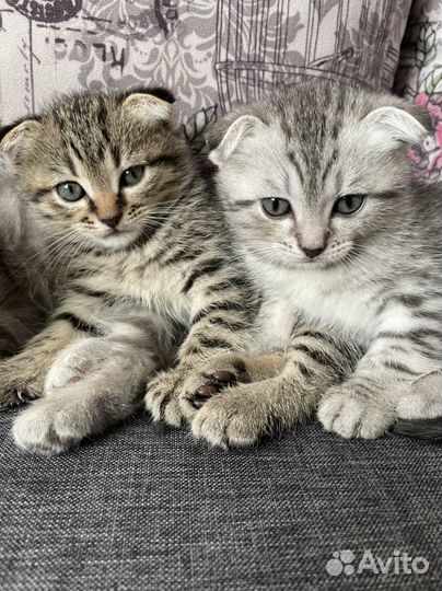 Шотландская