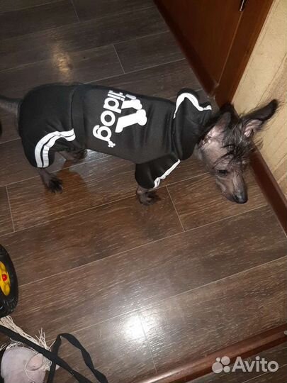 Вязка (самец)