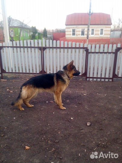 Немец вязка