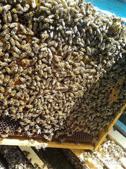 Пчёлы (карника,бакфаст)