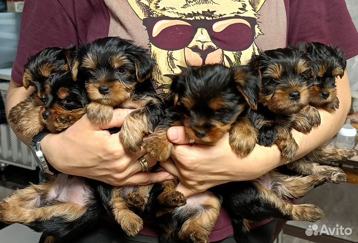 Йоркширский терьер щенки стандарт
