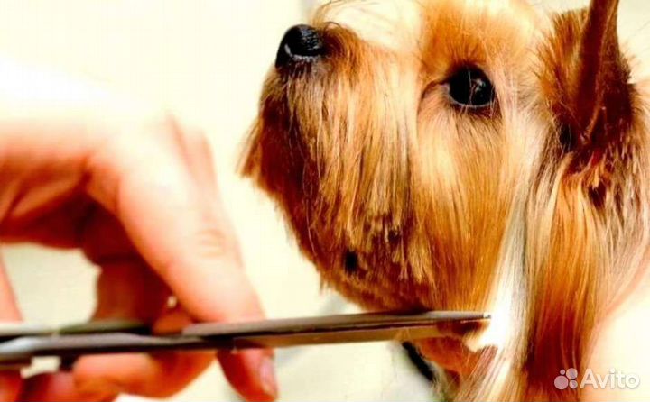 Стрижка собак и кошек