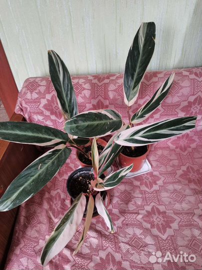 Строманта триколор и Алоказия