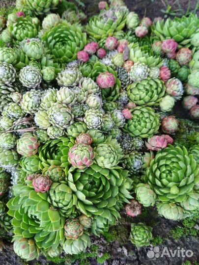 Молодило (каменная роза) Суккуленты