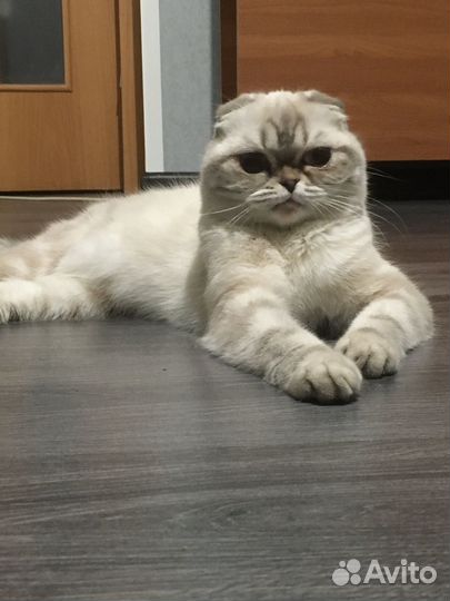 Шотландская