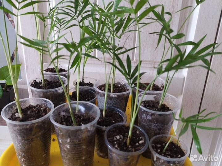 Хамедорея - пальма