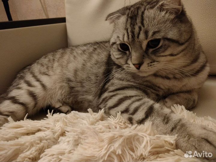 Британский кот на вязку