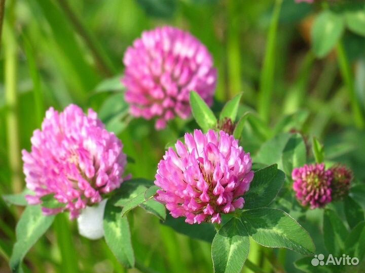 Семена клевер красный сенокосный