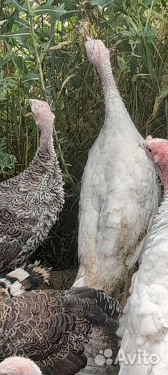 Индюки самцы