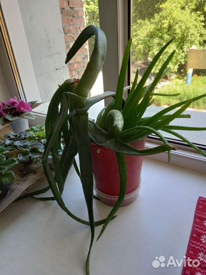 Алоэ вера растение