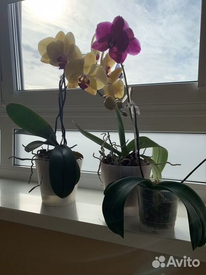 Орхидея фаленопсис
