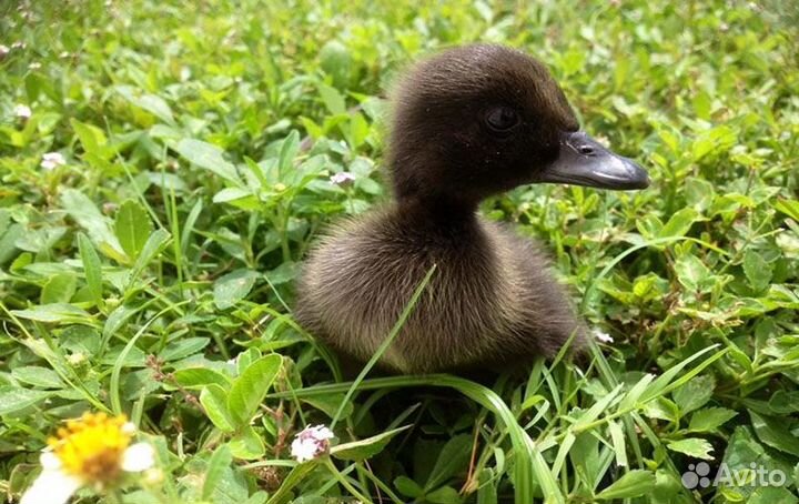 Утята каюги