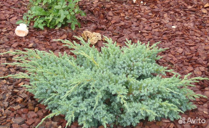 Можжевельник чешуйчатый Блю Карпет