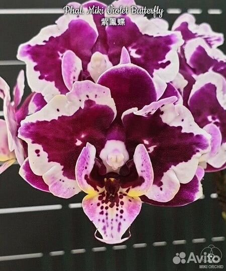 Phalaenopsis азиаты подростки 1000