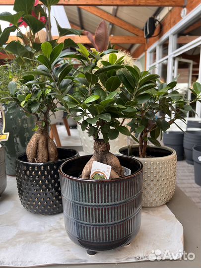 Бонсай. Фикус гинсенг