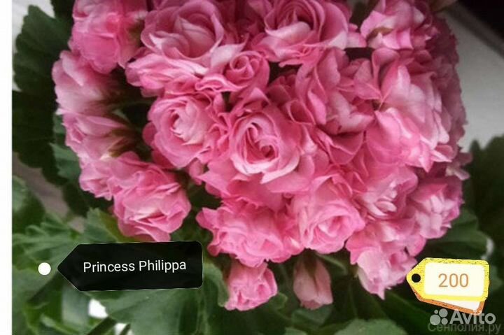 Коллекционные пеларгонии