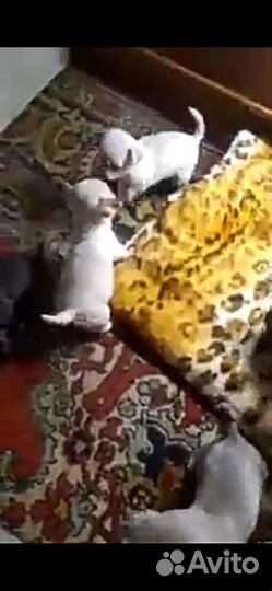 Чихуахуа, тойтерьеры, карликовые пинчеры Доставка