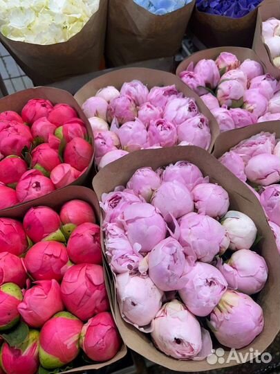 Пионы / Доставка цветов