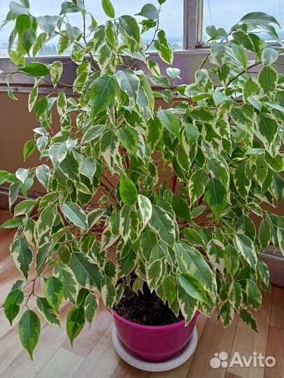 Фикус бенджамина пестролистный