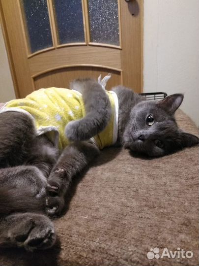 Кошка в добрые руки