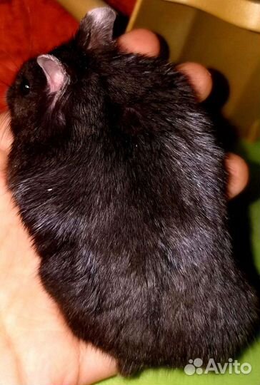 Хомячки сирийские и породы Кэмпбелла