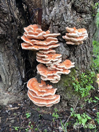 Гриб трутовик(Ивники)