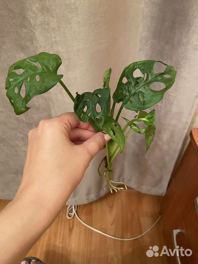 Монстера Адансони