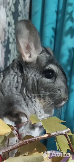 Шиншилла