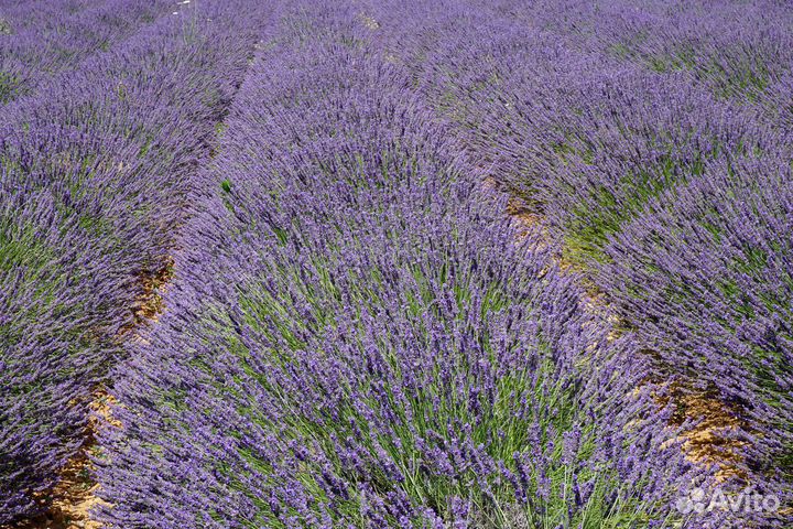 Лаванда разных сортов (предзаказ)