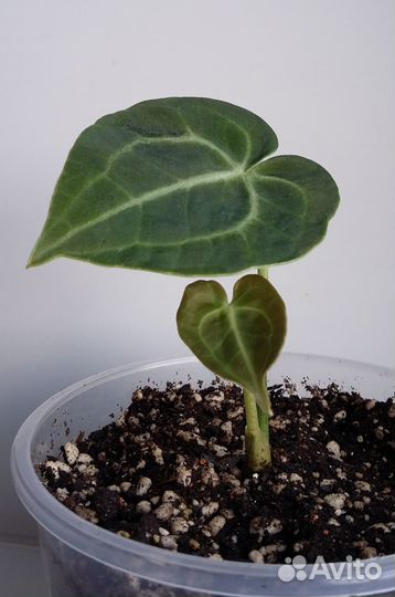 Антуриум Кларинервиум