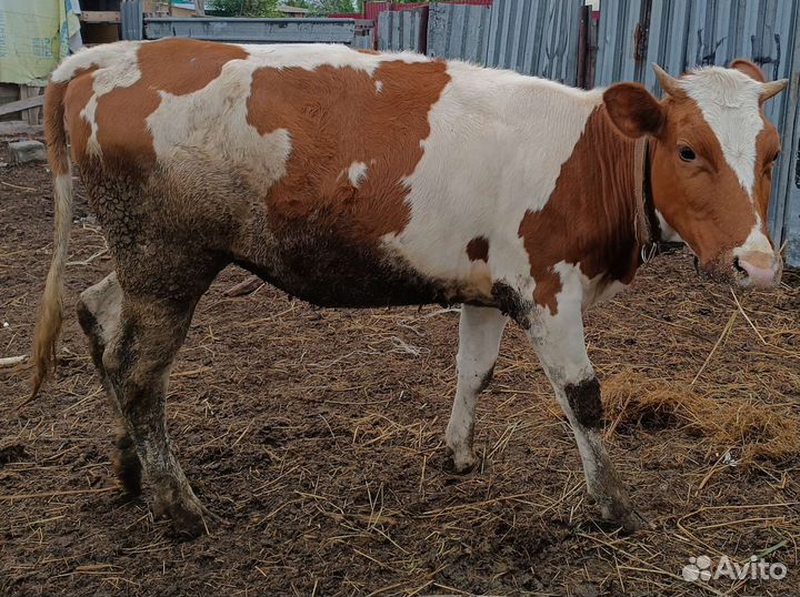 Коровы, нетель, телята