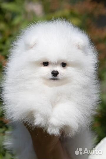 Щенки шпица