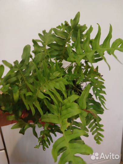 Папоротник многоножка полиподиум