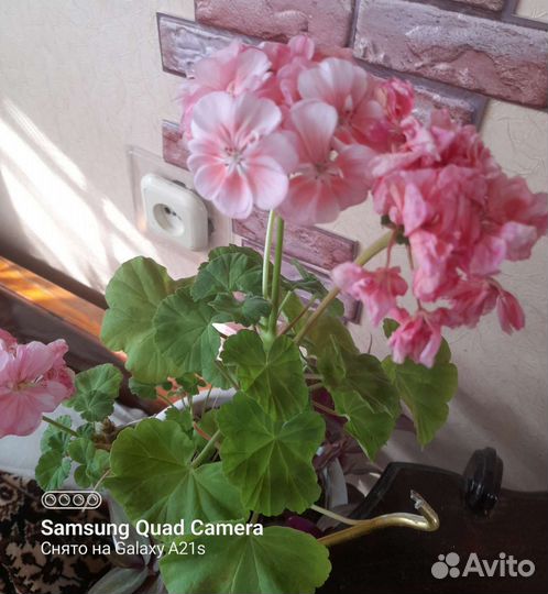 Пеларгонии разные