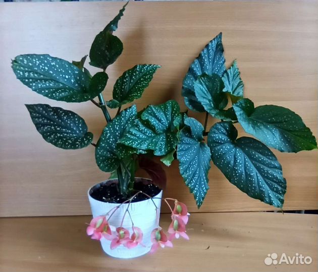 Бегония пятнистая
